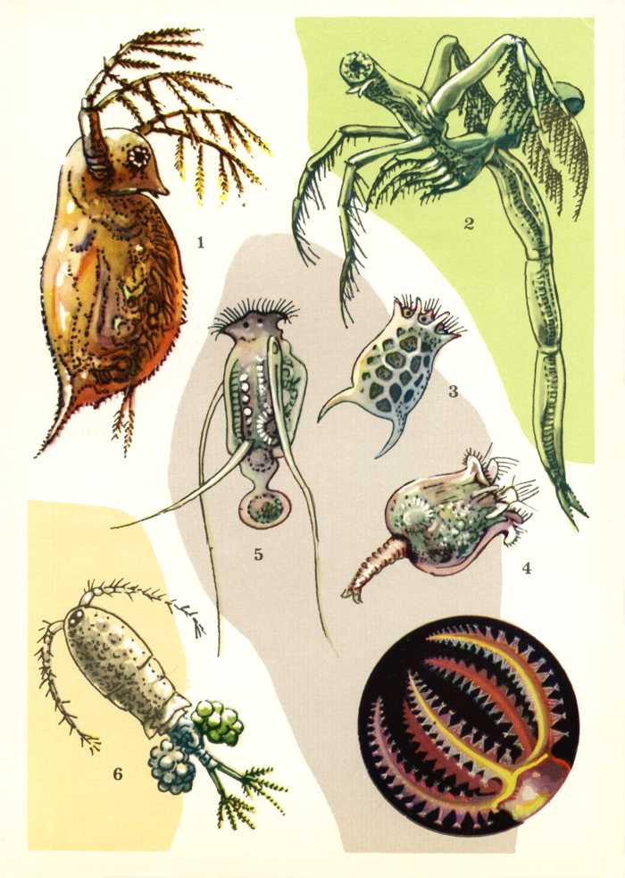 Одноклеточные водоросли дафнии. Зоопланктон кладоцеры. Зоопланктоны ракообразные. Дафния фитопланктон. Зоопланктон дафния.