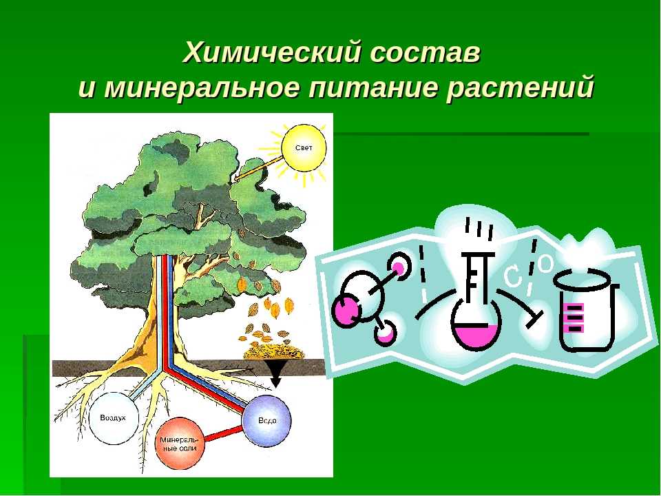 Обмен веществ минеральное питание. Схема минерального питания растений 6 класс биология. Минеральное питание растений. Минеральное питание растений схема. Минеральпитание растения.