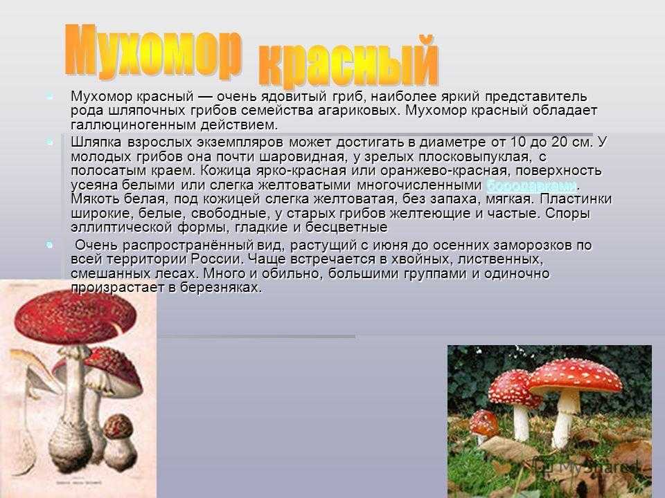 Интересные и удивительные факты о грибах
