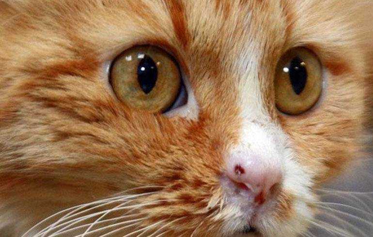 5 пород кошек с приплюснутой мордой: фото, описание, уход