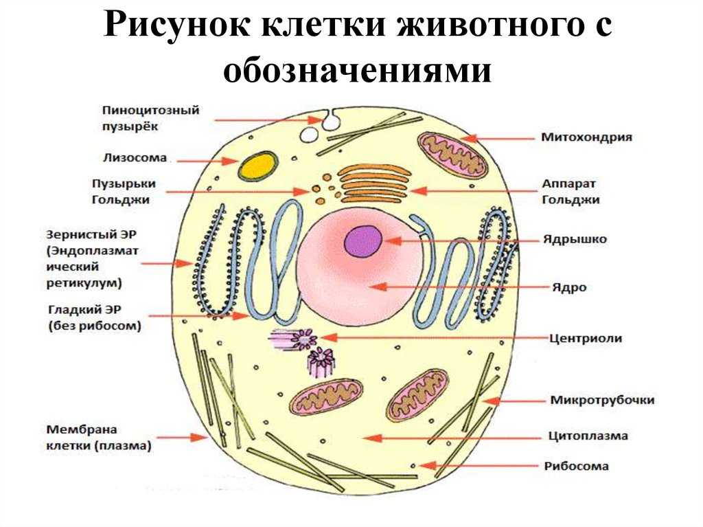 § 14. ядро клетки: строение и функции ядра