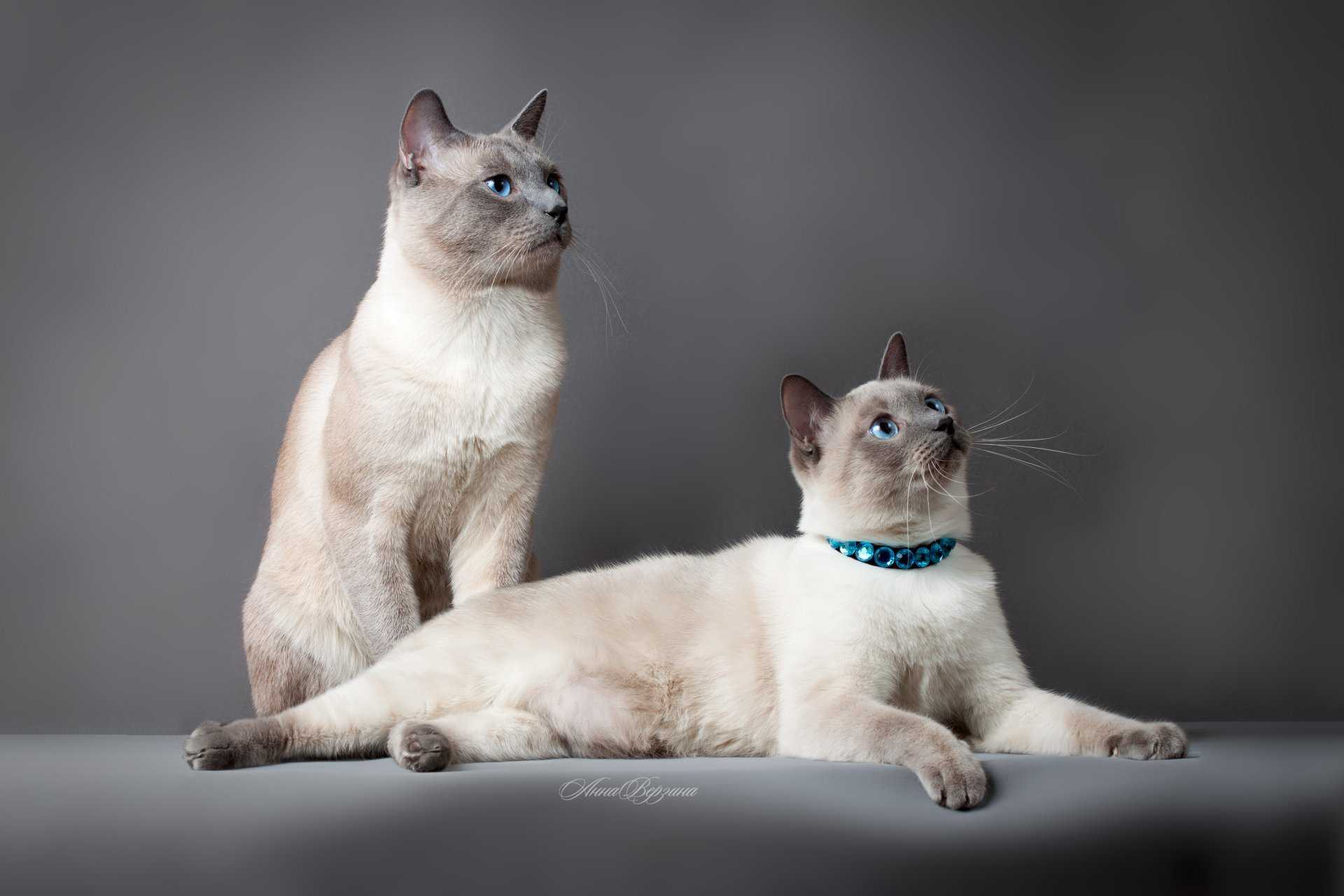 Серый полосатый кот — описание породы