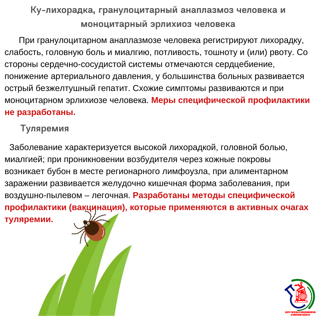 Можно ли давать домашней крысе есть мясо? — природа мира