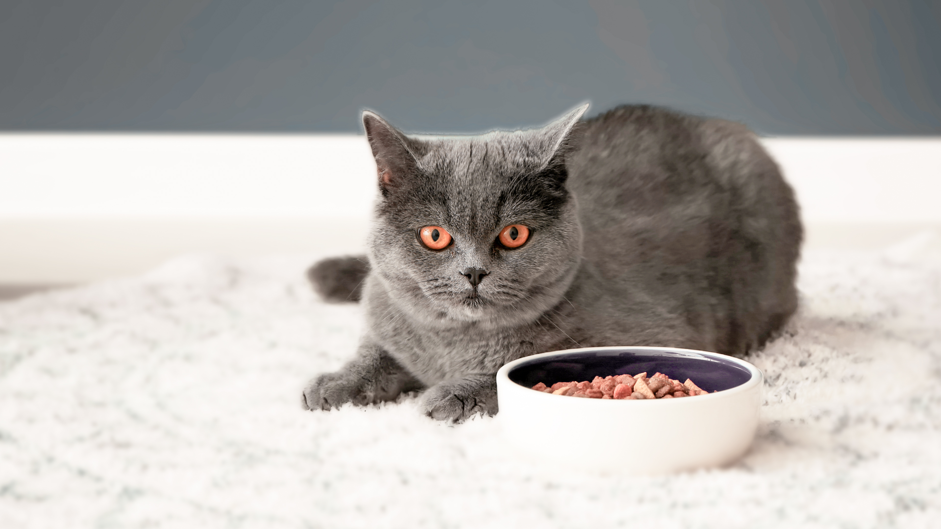 Рацион кормящей кошки: советы владельцу
