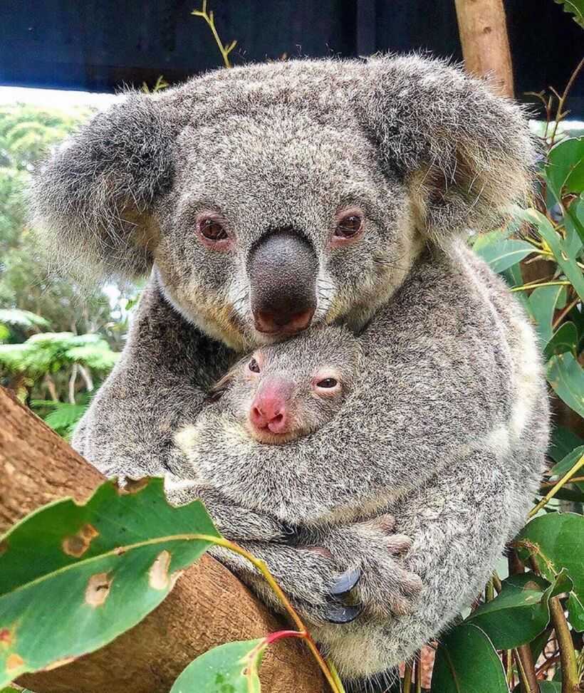 Коала живет в австралии. Животные Австралии коала. Сумчатые животные коала. Сумчатый медведь коала Австралия. Коала с детенышем.
