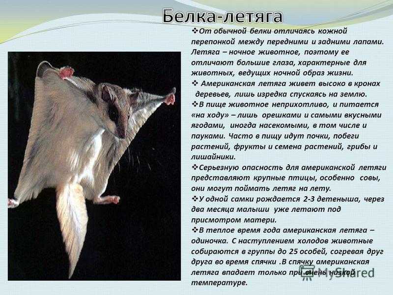 Белка-летяга: необычный летающий зверёк