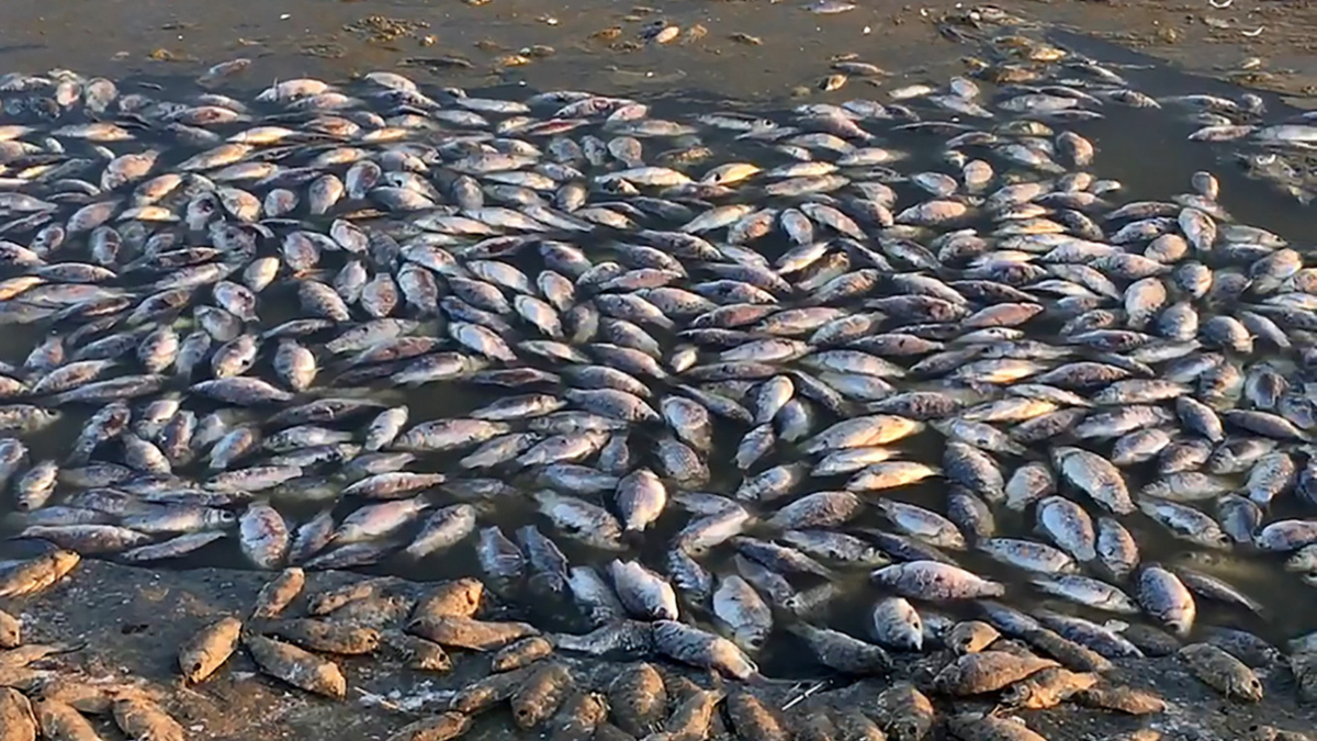 Основные причины массового замора рыбы