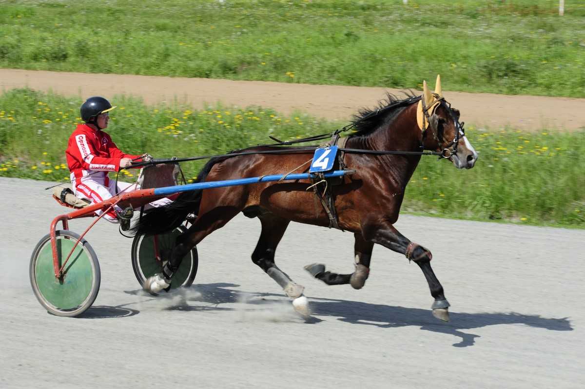 ✅ самые быстрые лошади в мире: средняя скорость бега коня с наездником - tehnomir32.ru