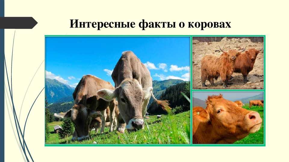 Крупный рогатый скот: характеристика и страны где разводят, классификация