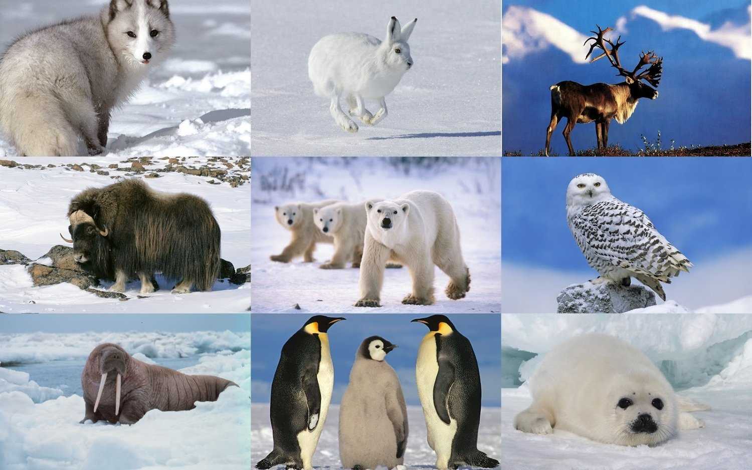 Животные арктики и антарктики - животный мир