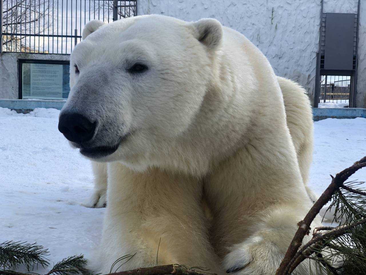 Обитают ли белые медведи в антарктиде?