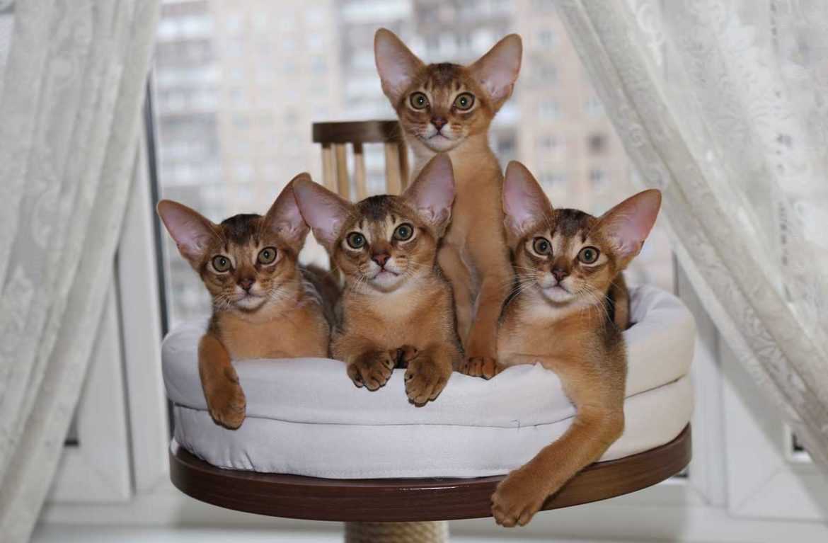 Абиссинская кошка - описание породы, 33 фото - kisa.su