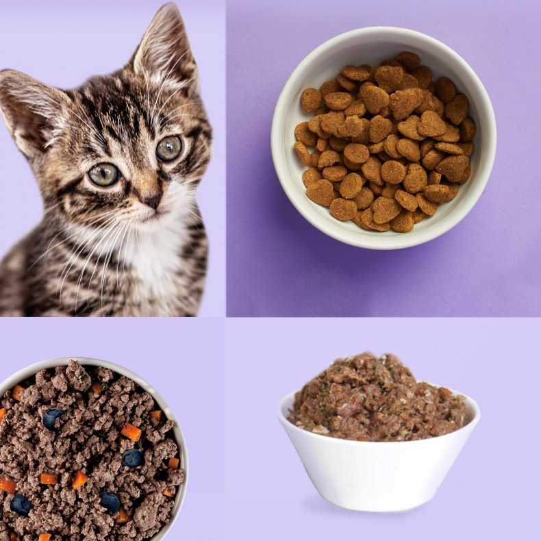 Рейтинг лучших сухих кормов для экзотической кошки и котенка Какой корм давать при болезнях экзотов Советы по выбору натурального питания