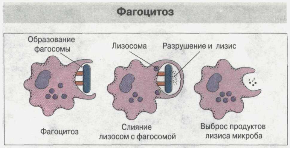 Активный фагоцитоз. Фагоцитоз лейкоцитов схема. Этапы фагоцитоза иммунология. Мечников фагоцитоз. Стадии фагоцитоза схема.