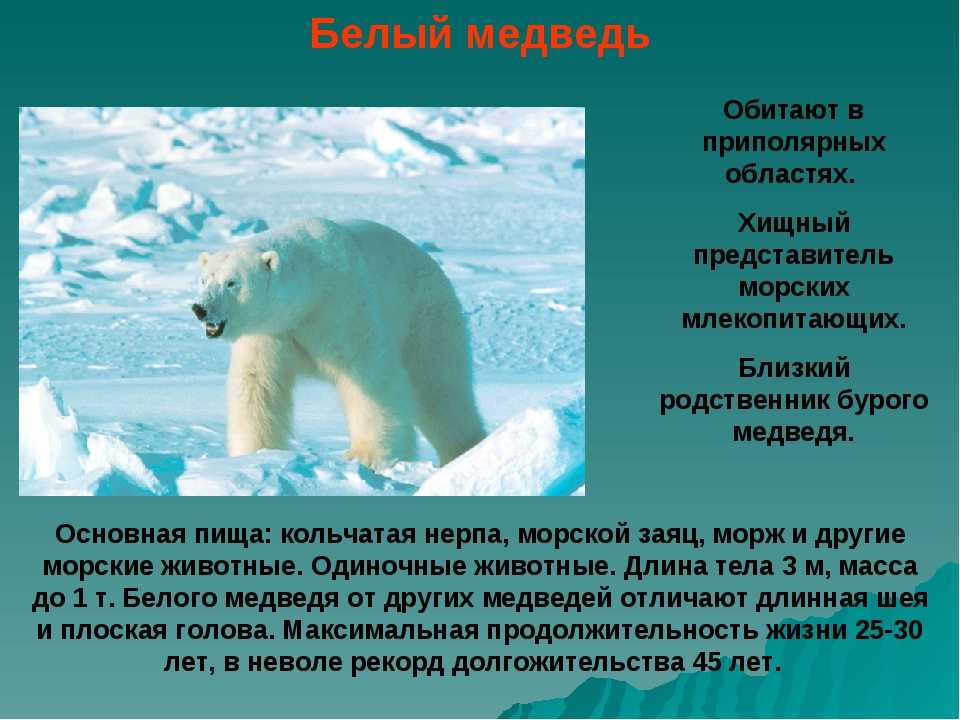 На территории какого государства обитает белый медведь. Полярный медведь обитает. Белый медведь обитание. Продолжительность жизни белого медведя. Белый медведь Морское млекопитающее.