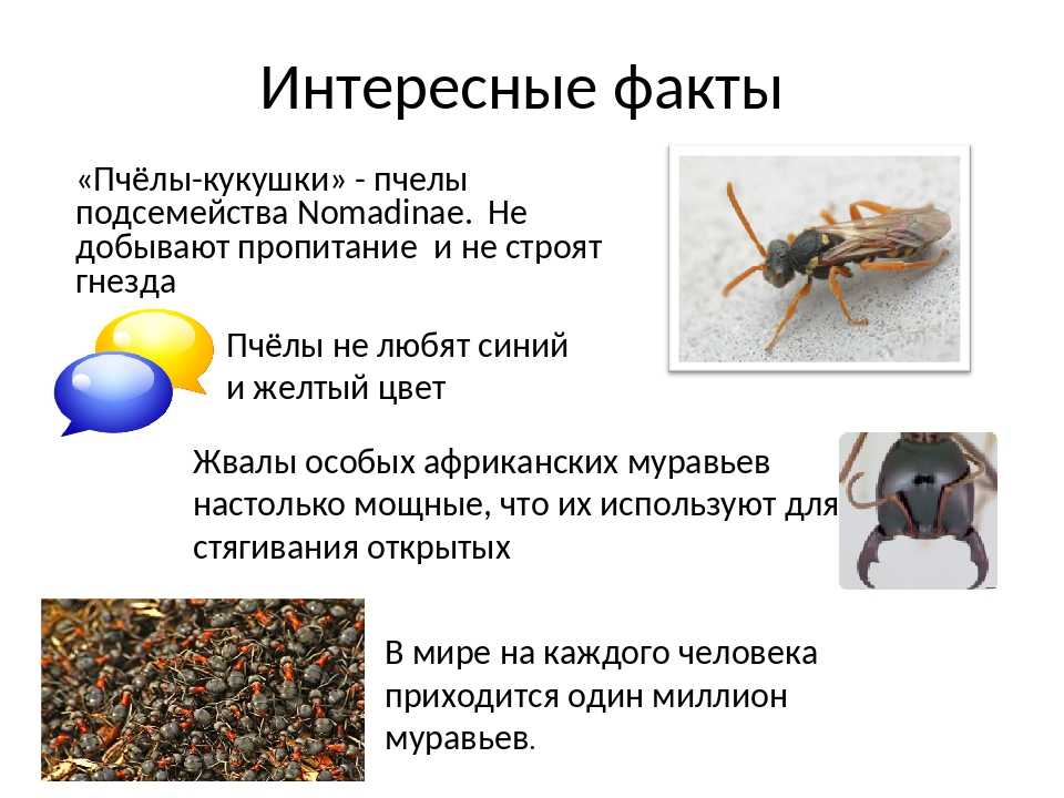 12 самых опасных и ядовитых насекомых планеты