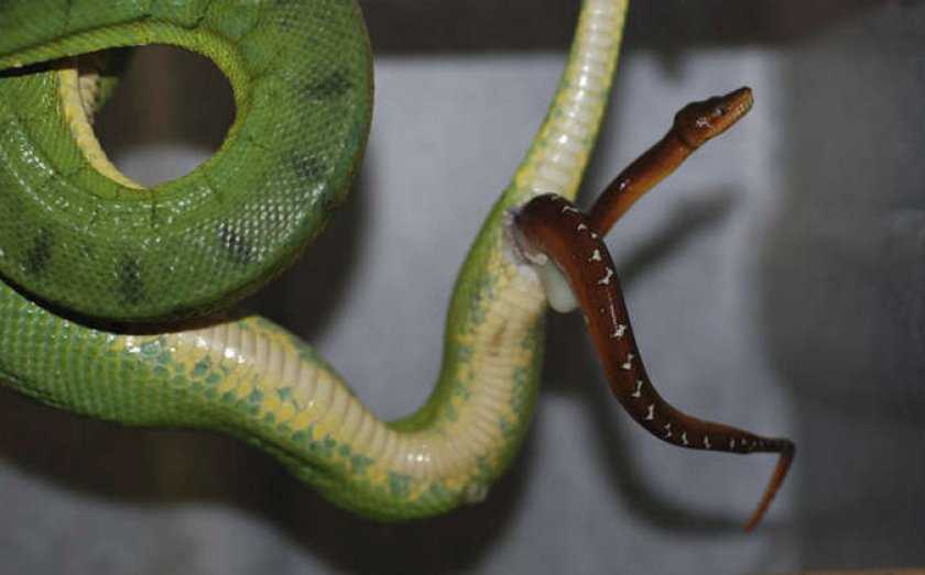 Змеи с ногами заставили зоологов пересмотреть представления о «змеиности»
