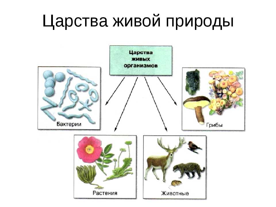 Одноклеточные организмы: список, кто открыл, в каких средах обитают одноклеточные организмы, примеры одноклеточных эукаритов, водорослей, грибов, виды простейших | tvercult.ru