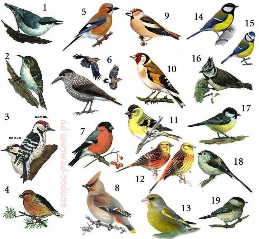 Хищные птицы (falconiformes) / отряды / птицы европы