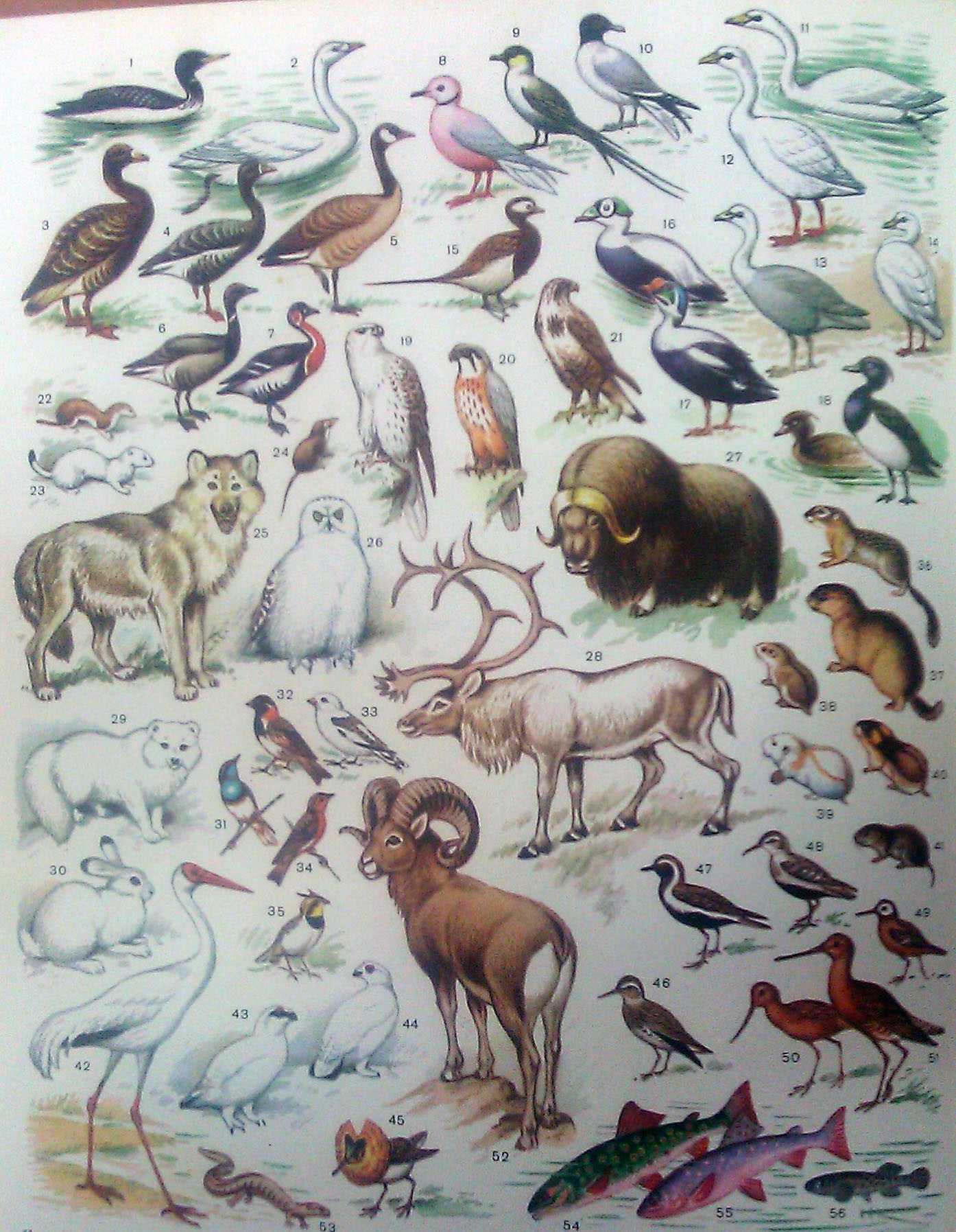 Животный мир(фауна) тундры. Тундра Евразии фауна. Тундра природная зона животные.