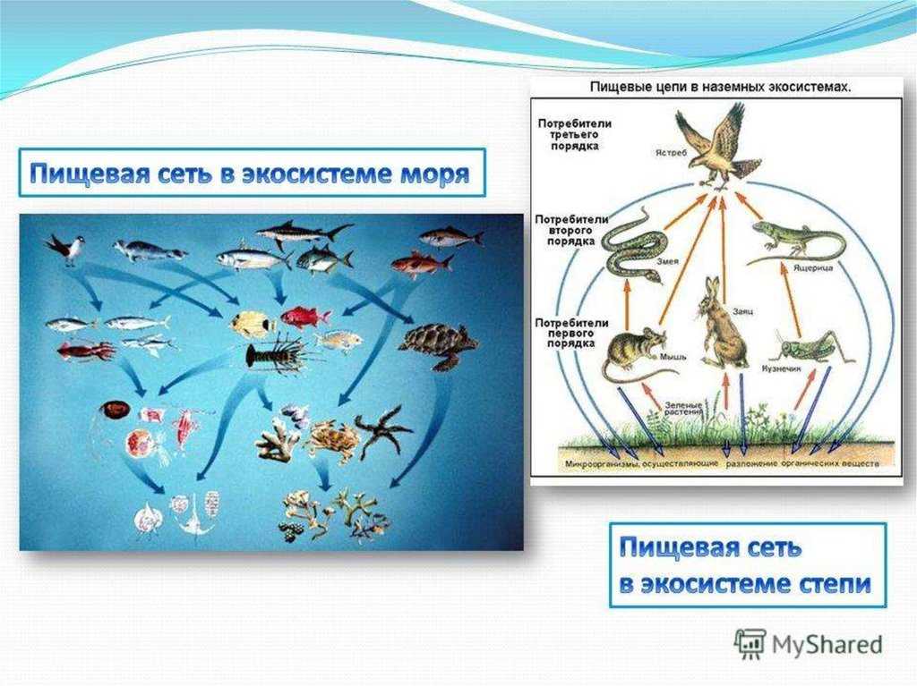 Характеристики пресноводных экосистем, флора, фауна