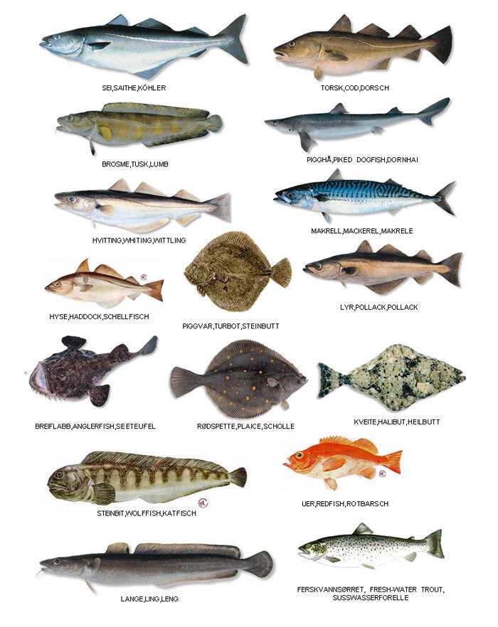 Рыбы фото и описание – каталог морских и пресноводных рыб 🎣 prorybu.ru