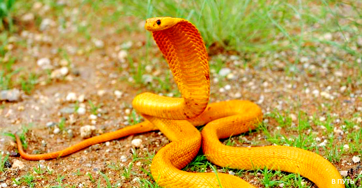 Самые ядовитые змеи на планете: список опасных змей | интересный сайт