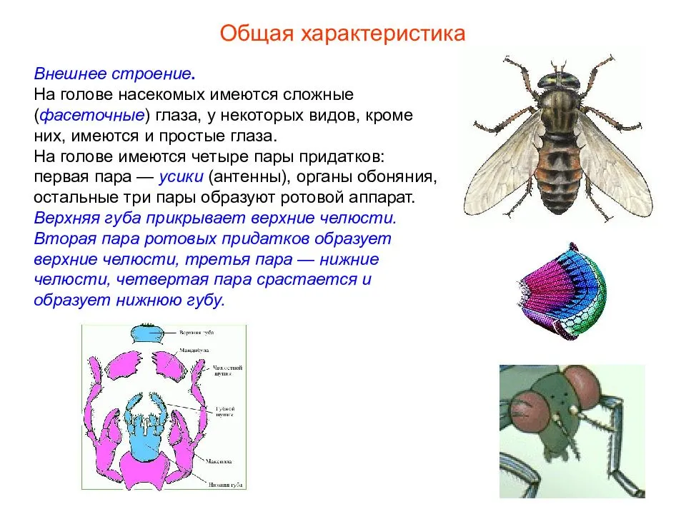 Конечности у насекомых