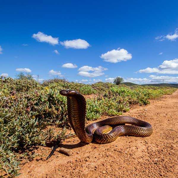 Африканские змеи: разнообразие видов, топ-10 самых ядовитых, описание, среда обитания, особенности видов, размножение, жизненный цикл, характерные признаки и особенности
