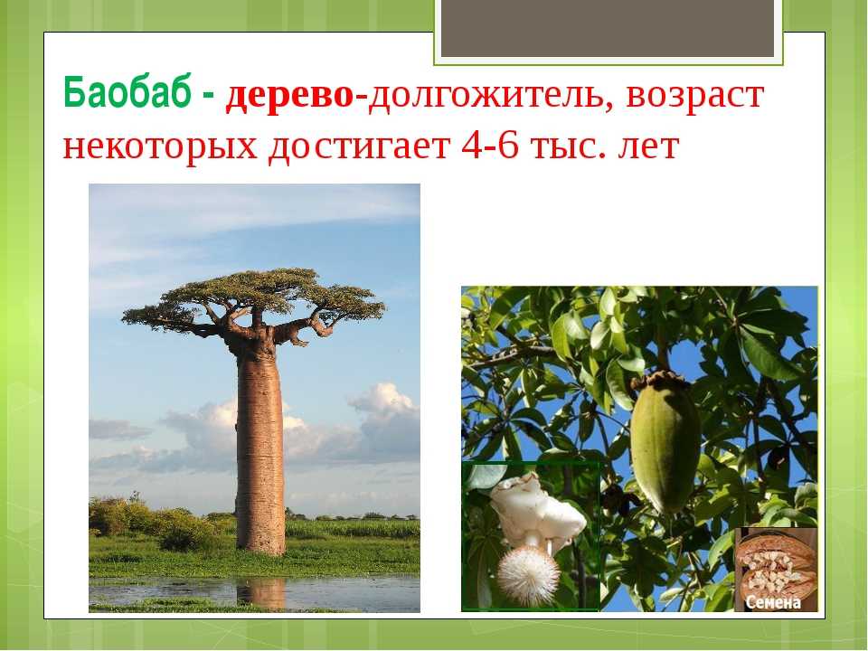 Баобаб дерево – фото и описание, где и сколько растет, как выглядит, факты, польза и свойства