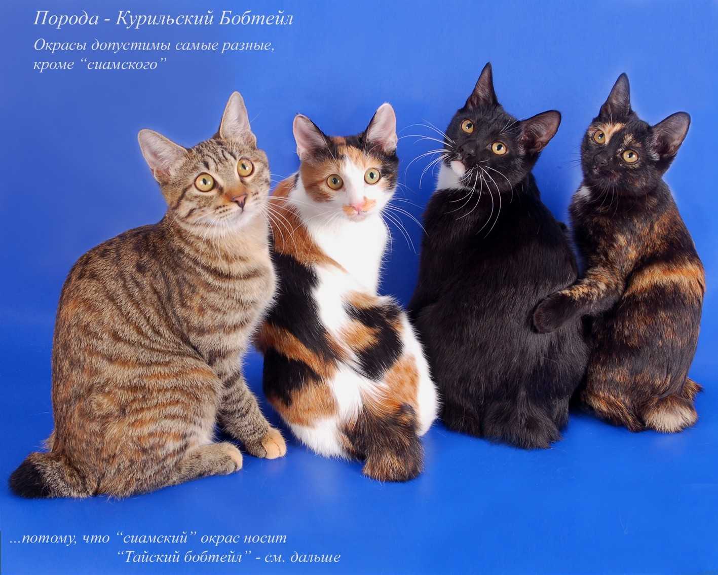 Породы кошек с фото