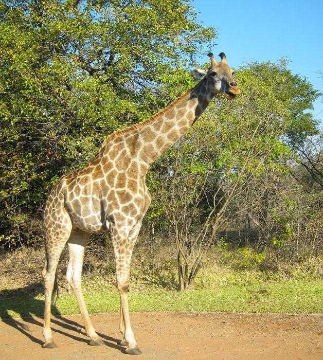 Жираф: где живёт и чем питается, описание животного и много фото