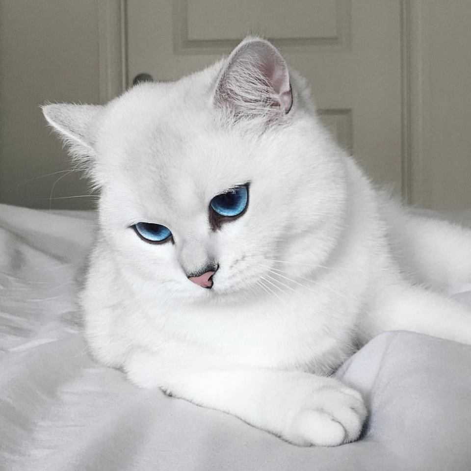 Лучшие породы белых кошек — названия, особенности внешности и характера, история происхождения +видео
