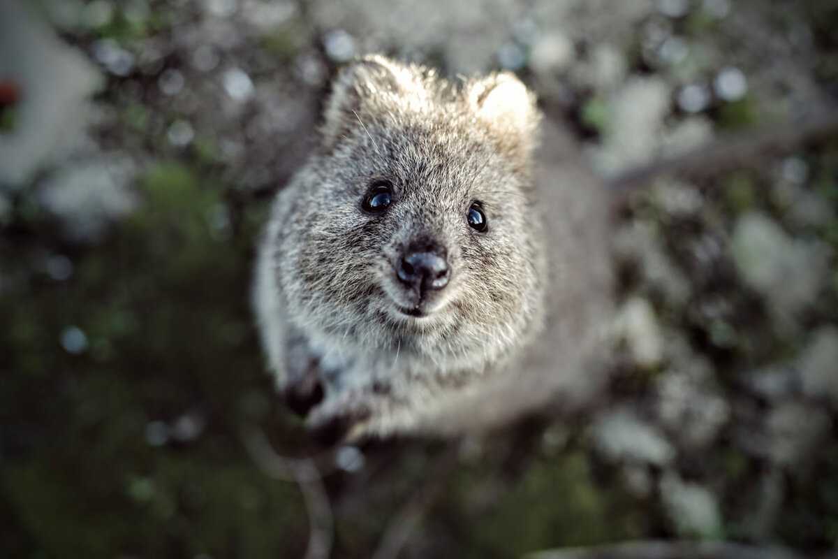 Животный мир австралии — список, характеристика и фото представителей фауны материка