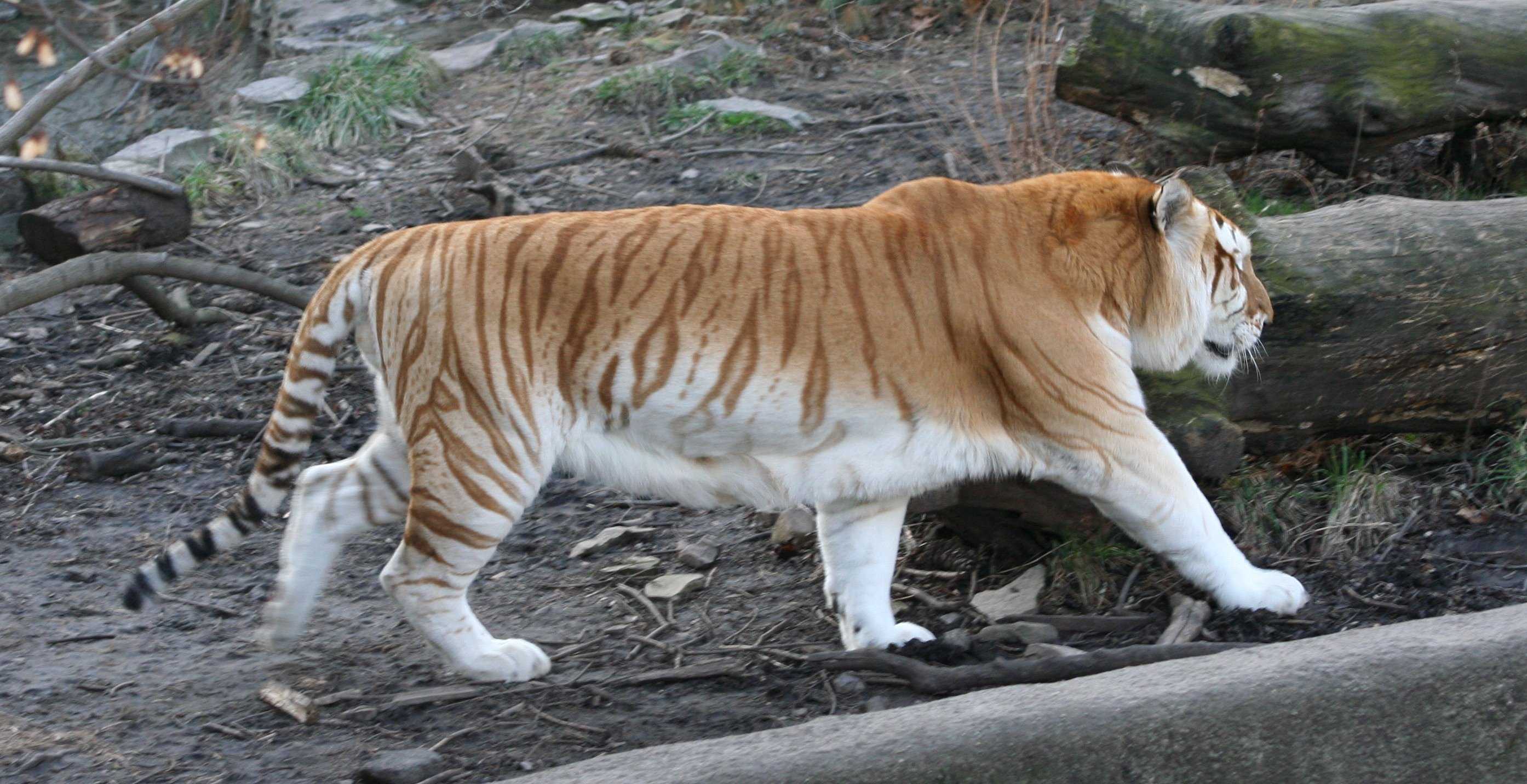 Самый большой тигр в мире: наиболее крупные виды