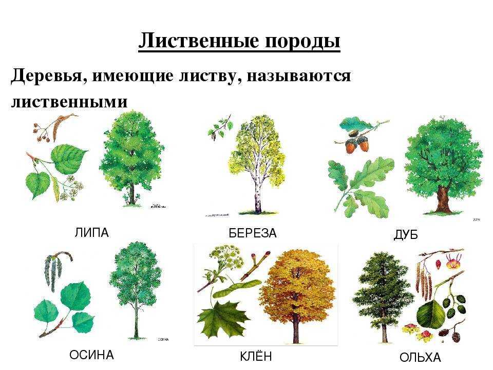 Травы растущие в лесу. лесные цветы и травы: фото и названия растений лесной полосы