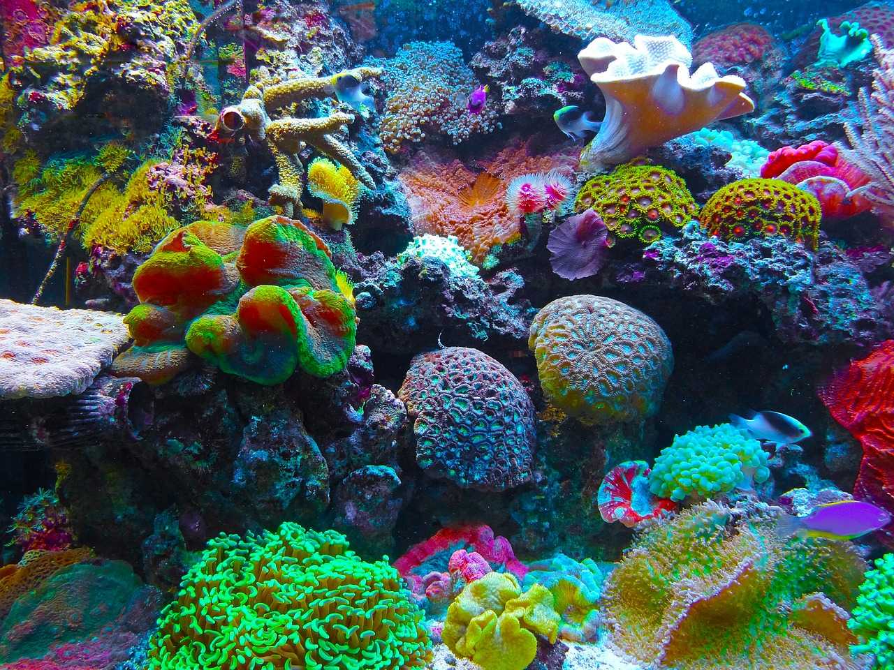 Кораллы и коралловые рифы