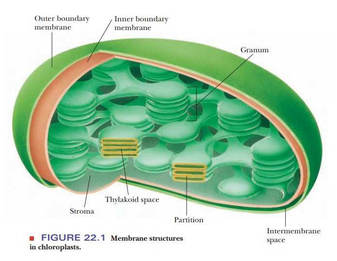 Растительная клетка — строение и функции органоидов, характеристика