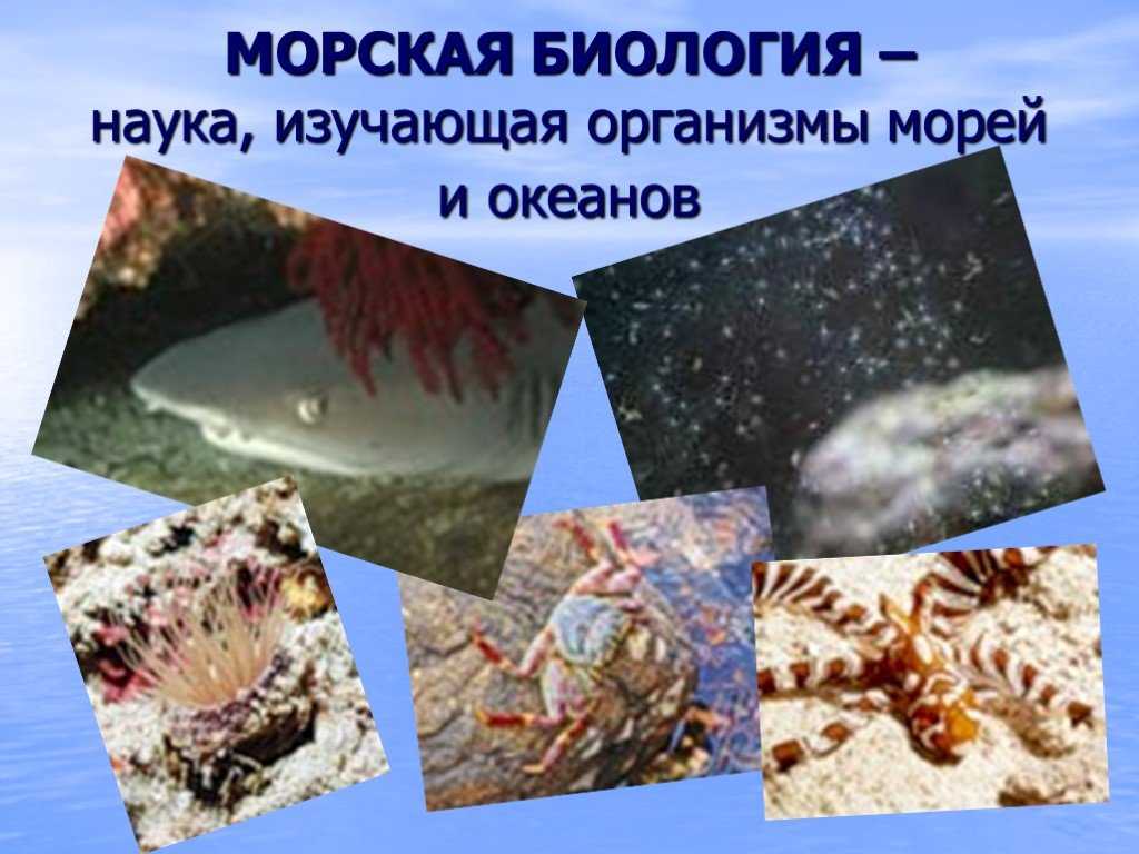 Организмы обитающие в мировом океане. Живые организмы мирового океана. Организмы в морях и океанах. Жизнь организмов в морях и океанах. Жизнь в океане презентация.