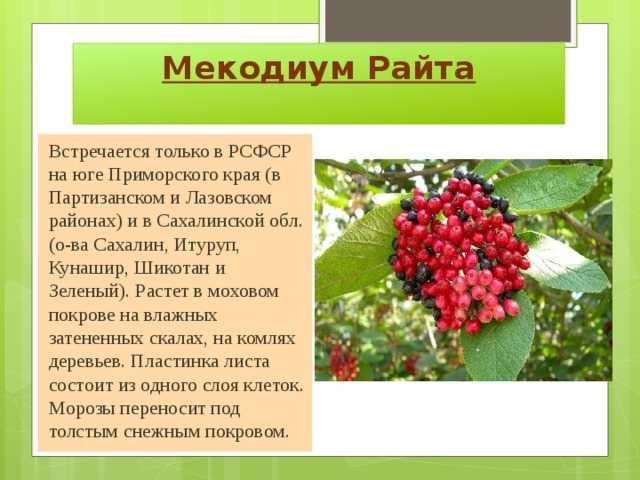Прекрасные и редкие растения, которые занесены в красную книгу
прекрасные и редкие растения, которые занесены в красную книгу