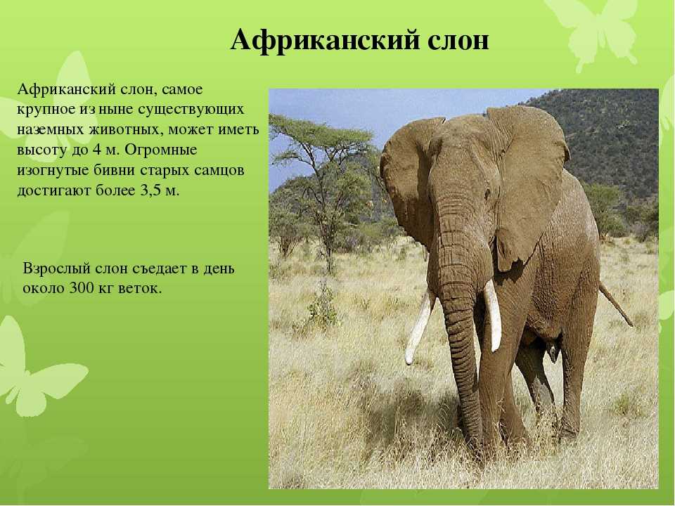 Слоны: что едят и где живут, вес и размеры, фото и интересные факты