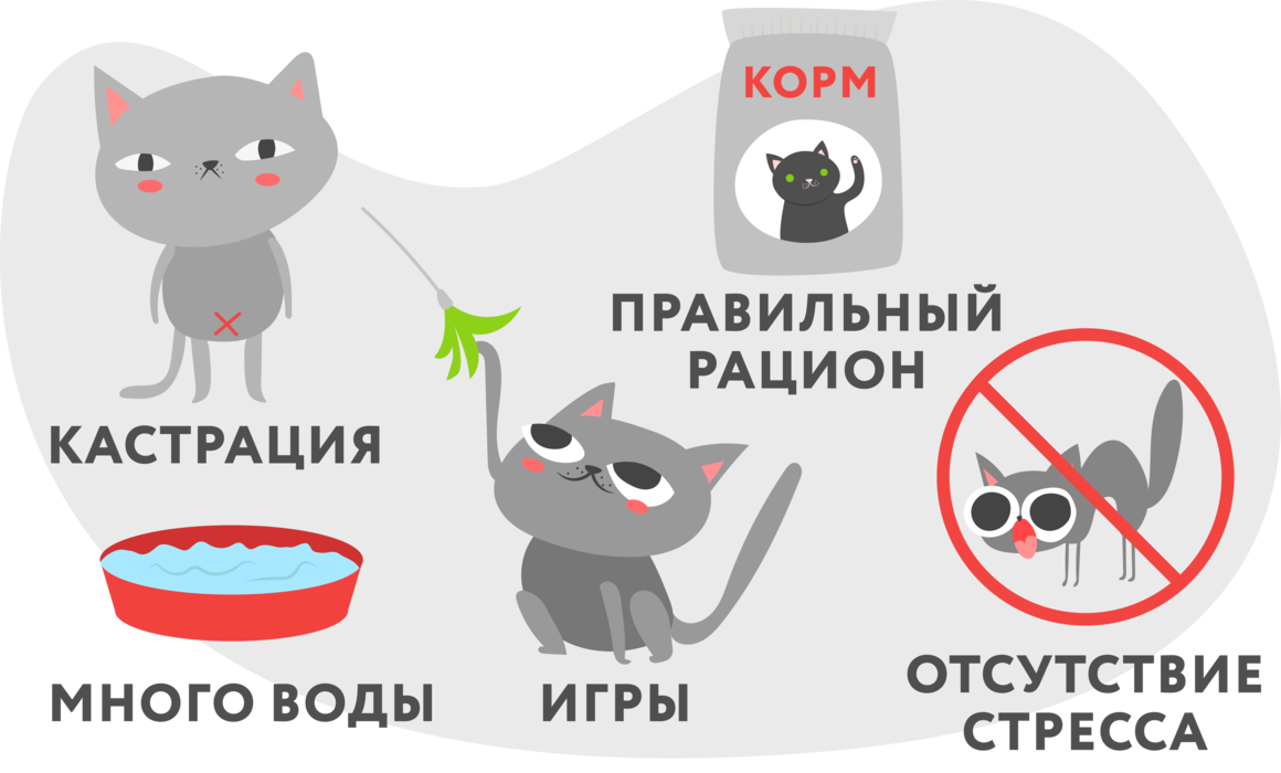 Цистит у кошек и котов: симптомы и лечение