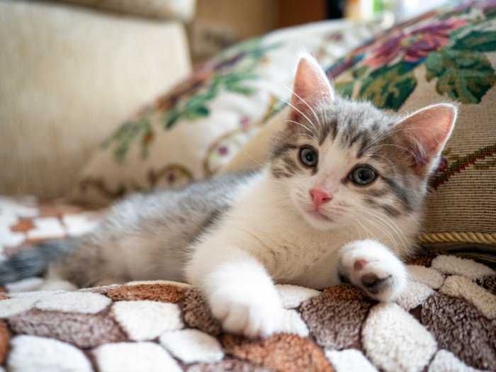 Как правильно ухаживать за котенком в домашних условиях?
