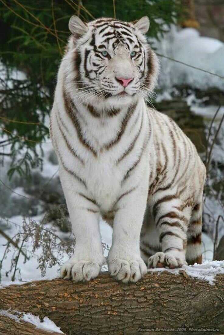 Существует ли тигр-альбинос и история тигра кенни | мир животных и растений