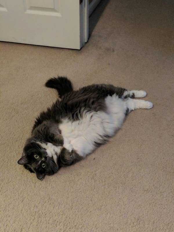 Сколько весит самая толстая в мире кошка: фото кота-рекордсмена и описание по версии книги рекордов гиннесса