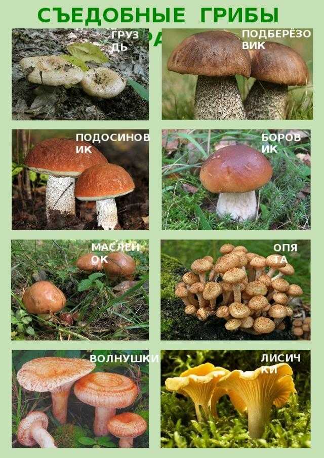 Съедобные грибы с описанием и фото.