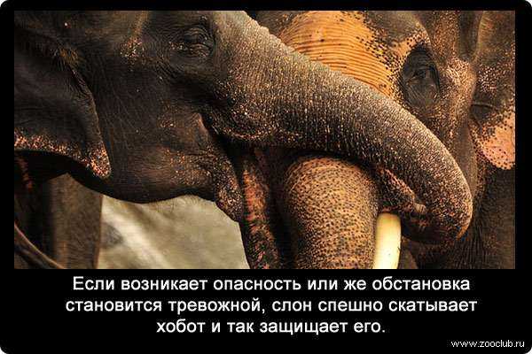 Слон интересные факты. интересные факты о слонах. | интересные факты