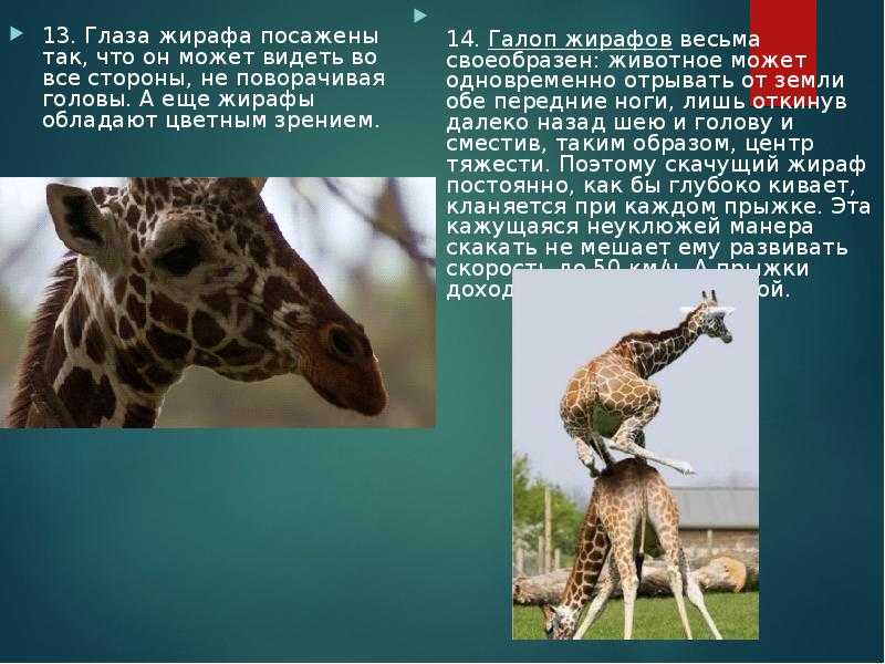 Жираф животное. образ жизни и среда обитания жирафа