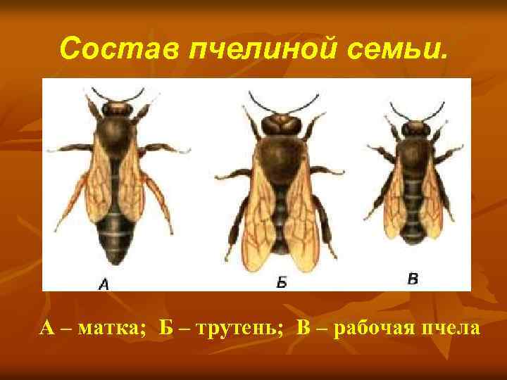 Какая продолжительность жизни у пчел