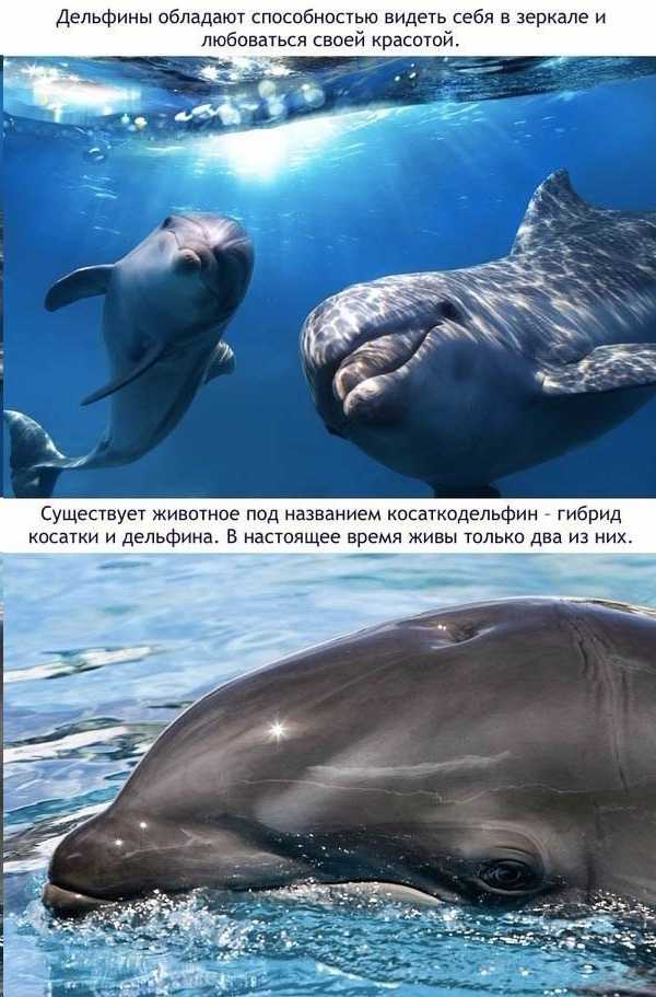 Интересные факты о дельфинах для детей. 41 факт о дельфине